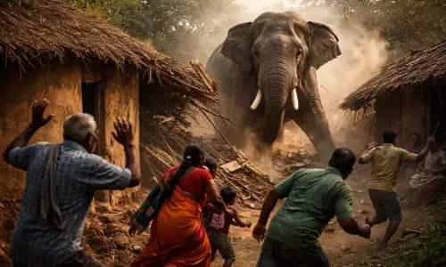 Odisha में बढ़ता इंसान-हाथी टकराव: तीन साल में 443 मौतें, घरों और फसलों को भारी नुकसान Odisha में बढ़ता इंसान-हाथी टकराव: तीन साल में 443 मौतें, घरों और फसलों को भारी नुकसान