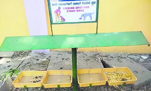 Kolar : स्ट्रीट डॉग्स के लिए एक मिनी होटल