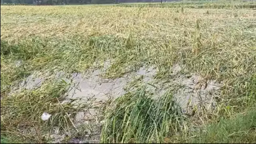 Jaipur: ओलावृष्टि से किसानों की बढ़ी चिंता Jaipur: ओलावृष्टि से किसानों की बढ़ी चिंता