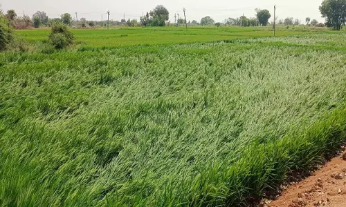 बेमौसम बारिश से Nizamabad में कई फसलें खराब हो गईं बेमौसम बारिश से Nizamabad में कई फसलें खराब हो गईं