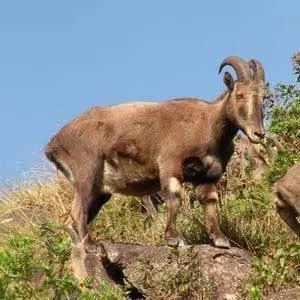तमिलनाडु चुनावों के बाद नीलगिरि तहर की जनगणना की संभावना, वन विभाग नई तकनीक व प्रशिक्षण के साथ कर रहा तैयारी तमिलनाडु चुनावों के बाद नीलगिरि तहर की जनगणना की संभावना, वन विभाग नई तकनीक व प्रशिक्षण के साथ कर रहा तैयारी