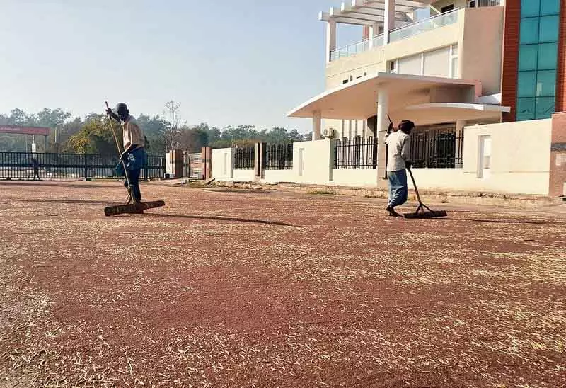 Chandigarh सरसों की खरीद में गड़बड़ी, किसानों ने प्राइवेट खरीदारों का रुख किया Chandigarh सरसों की खरीद में गड़बड़ी, किसानों ने प्राइवेट खरीदारों का रुख किया