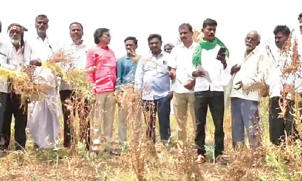 Karnataka: कलबुर्गी के किसान ‘कुस्कुटा’ बीमारी से प्रभावित Karnataka: कलबुर्गी के किसान ‘कुस्कुटा’ बीमारी से प्रभावित