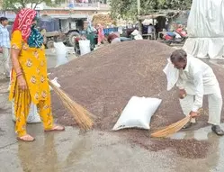Bhiwani: मंडी में फसल खराब, सरकारी खरीद ठप Bhiwani: मंडी में फसल खराब, सरकारी खरीद ठप