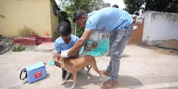 Bhubaneswar बीएमसी ने एंटी-रेबीज अभियान शुरू किया Bhubaneswar बीएमसी ने एंटी-रेबीज अभियान शुरू किया