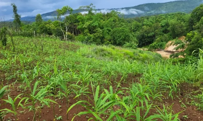 Meghalaya’s के अदरक के खेतों में अपनी तरह का पहला फंगल खतरा पाया गया