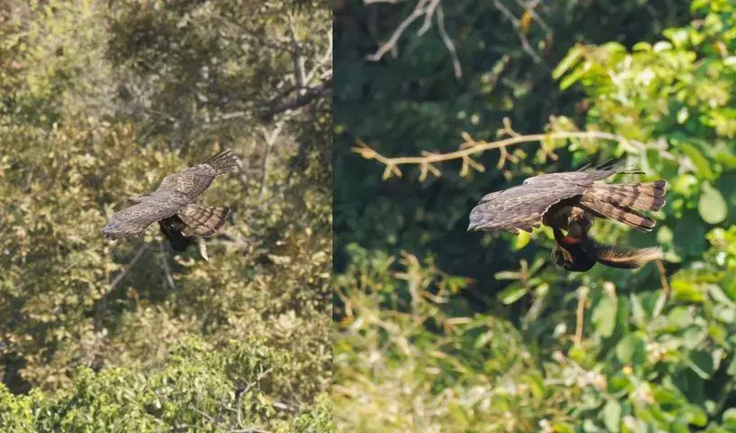 नल्लमाला जंगल में एक भारतीय बड़ी गिलहरी को ले जाते हुए एक अजीबोगरीब घटना सामने आई