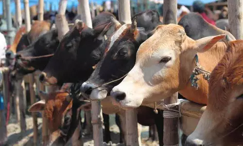 Gurugram में आवारा पशुओं की समस्या के समाधान के लिए बनाया जाएगा आधुनिक गाय अभ्यारण्य