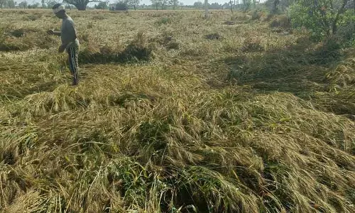 Haryana के किसानों को ओलावृष्टि से खड़ी फसलों के नुकसान की आशंका Haryana के किसानों को ओलावृष्टि से खड़ी फसलों के नुकसान की आशंका