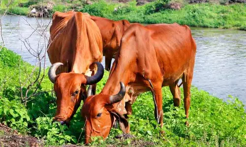Gurugram के हसनपुर में बनेगा भारत का पहला मॉडर्न गाय अभ्यारण्य Gurugram के हसनपुर में बनेगा भारत का पहला मॉडर्न गाय अभ्यारण्य