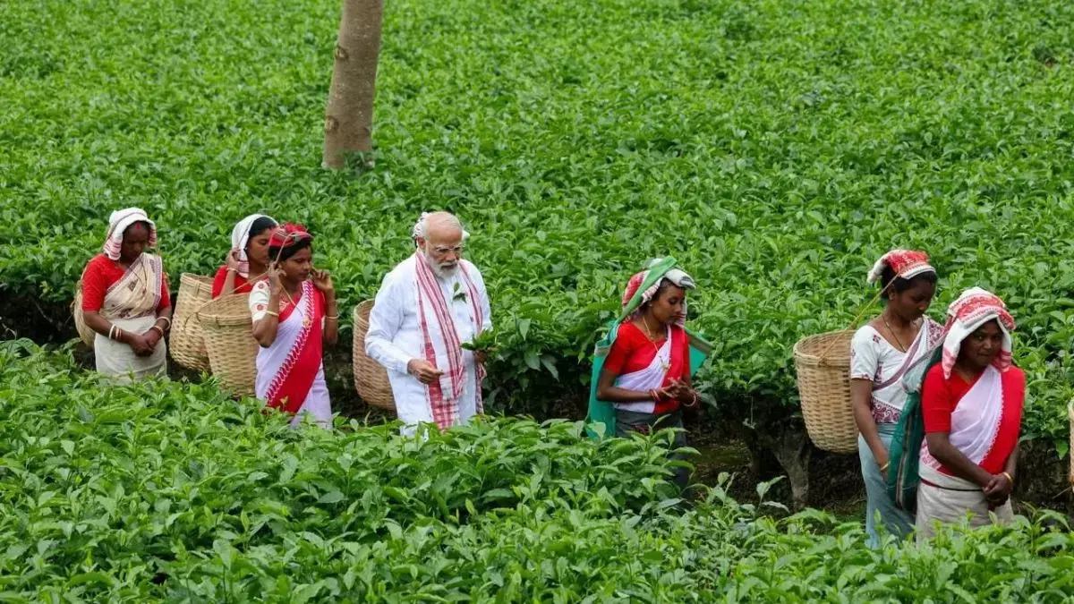 PM Modi ने मेगा रैलियों से पहले असम मनोहारी गार्डन में चाय की पत्तियां तोड़ीं PM Modi ने मेगा रैलियों से पहले असम मनोहारी गार्डन में चाय की पत्तियां तोड़ीं