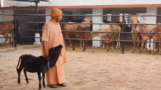 Lucknow: यूपी में गो तस्करी का अतीत, योगी सरकार ने किया समाधान Lucknow: यूपी में गो तस्करी का अतीत, योगी सरकार ने किया समाधान