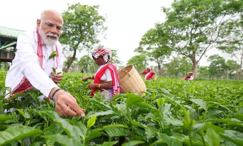 पीएम मोदी ने किया चाय बागान का दौरा, महिला श्रमिकों के साथ खुद भी चुनी पत्तियां पीएम मोदी ने किया चाय बागान का दौरा, महिला श्रमिकों के साथ खुद भी चुनी पत्तियां