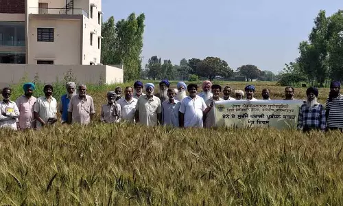 कृषि विज्ञान केंद्र ने Rasulpur में गेहूं की सतह पर बुवाई पर फील्ड डे का आयोजन किया कृषि विज्ञान केंद्र ने Rasulpur में गेहूं की सतह पर बुवाई पर फील्ड डे का आयोजन किया