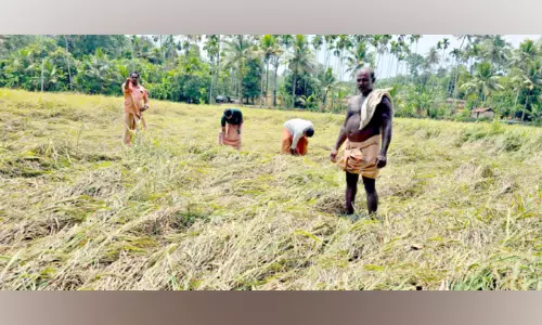 Kerala : कुझिकुलम में धान के खेतों में बाढ़ से फसलें नष्ट हो गई Kerala : कुझिकुलम में धान के खेतों में बाढ़ से फसलें नष्ट हो गई