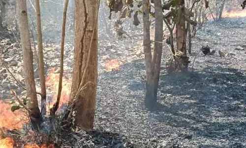 Boinda में जंगल में आग लगी, वन विभाग चुप्प Boinda में जंगल में आग लगी, वन विभाग चुप्प