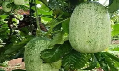 सेहत का पावरहाउस है खीरा, चेहरे से लेकर पेट के लिए लाभकारी सेहत का पावरहाउस है खीरा, चेहरे से लेकर पेट के लिए लाभकारी