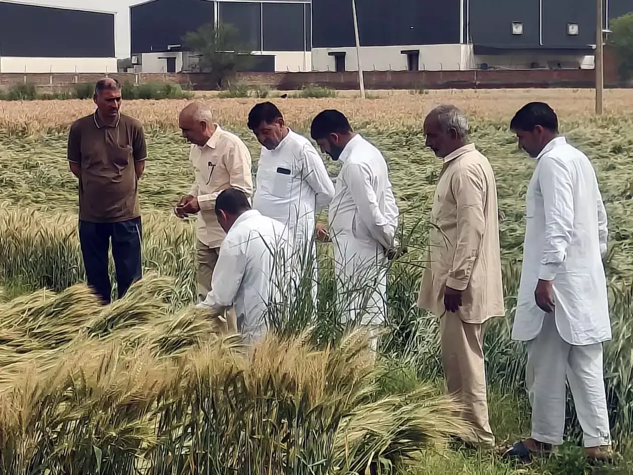 Hisar: प्राकृतिक आपदा या नुकसान के बाद फसल मुआवजा जरूरी Hisar: प्राकृतिक आपदा या नुकसान के बाद फसल मुआवजा जरूरी