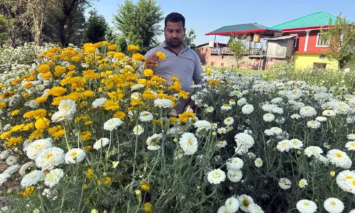 Kangra के किसान ने नवरात्रि में ऑफ-सीजन गुलदाउदी उगाकर 200 रुपये प्रति किलो की कमाई की Kangra के किसान ने नवरात्रि में ऑफ-सीजन गुलदाउदी उगाकर 200 रुपये प्रति किलो की कमाई की