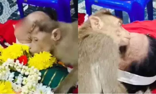 बूढ़ी औरत की मौत; दुखी बंदर उसके शरीर पर रो रहा बूढ़ी औरत की मौत; दुखी बंदर उसके शरीर पर रो रहा