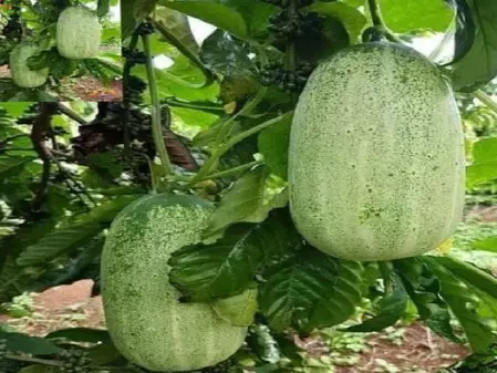 सेहत का पावरहाउस है खीरा, चेहरे से लेकर पेट के लिए लाभकारी सेहत का पावरहाउस है खीरा, चेहरे से लेकर पेट के लिए लाभकारी