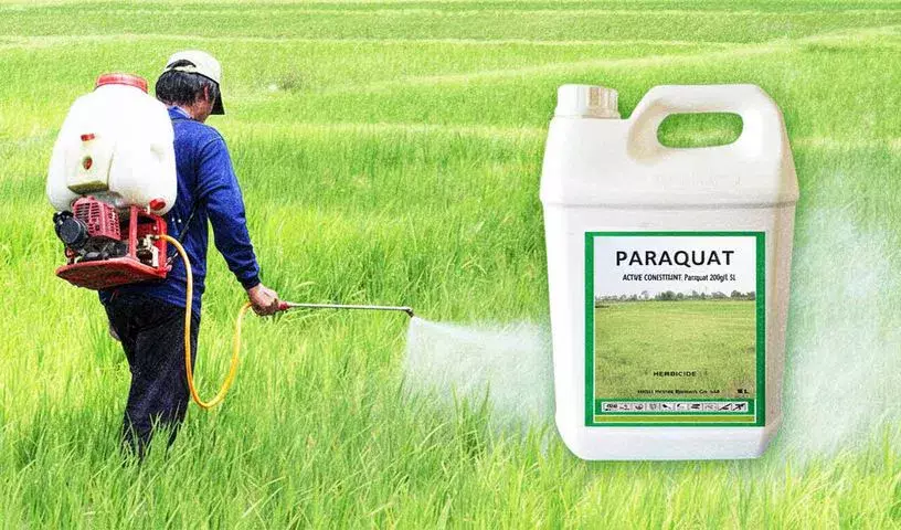Paraquat ban का स्वागत है, लेकिन इसे लागू करना ज़रूरी है: DAPP Paraquat ban का स्वागत है, लेकिन इसे लागू करना ज़रूरी है: DAPP