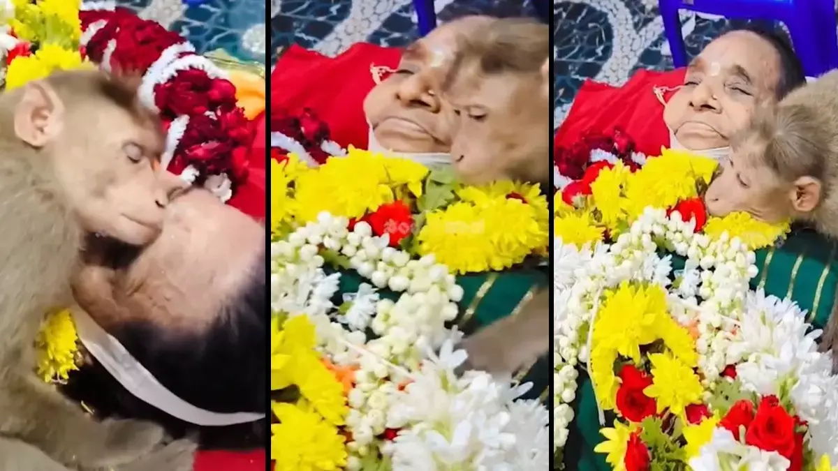 दिल दहला देने वाली विदाई: 85 साल की महिला को उसके रोज़ाना खाने खिलाने वाले बंदर ने किया गले लगाकर अलविदा