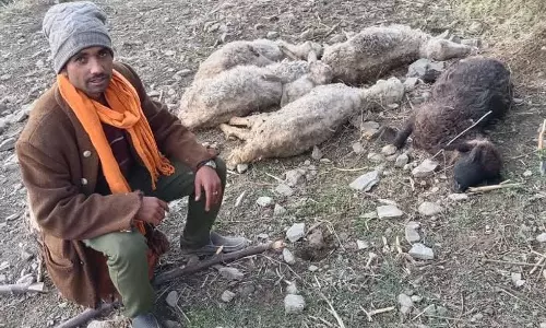 Chamba district के सलूणी में पशुओं में बीमारी फैलने से चरवाहे चिंतित