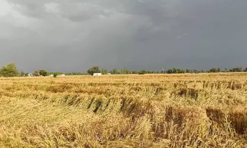 Punjab के मालवा इलाके में बेमौसम बारिश और ओलावृष्टि से गेहूं की फसल को नुकसान Punjab के मालवा इलाके में बेमौसम बारिश और ओलावृष्टि से गेहूं की फसल को नुकसान