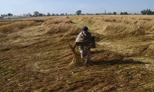 लगातार दो वेस्टर्न डिस्टर्बेंस की वजह से Punjab में 34 लाख हेक्टेयर ज़मीन पर गेहूं की फसल की उम्मीदें कम लगातार दो वेस्टर्न डिस्टर्बेंस की वजह से Punjab में 34 लाख हेक्टेयर ज़मीन पर गेहूं की फसल की उम्मीदें कम
