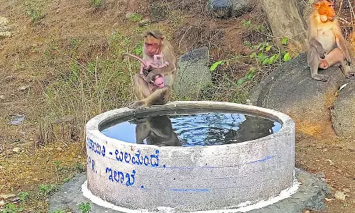 NREGA का उपयोग जानवरों और पक्षियों की प्यास बुझाने के लिए किया जाता है NREGA का उपयोग जानवरों और पक्षियों की प्यास बुझाने के लिए किया जाता है