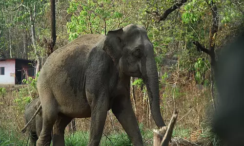 जंगली हाथी के हमले से फसल का नुकसान; Forest ऑफिसर ने किसान से रिश्वत मांगी जंगली हाथी के हमले से फसल का नुकसान; Forest ऑफिसर ने किसान से रिश्वत मांगी