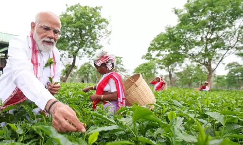 प्रधानमंत्री मोदी का Assam चाय बागान दौरा हुआ विवादित प्रधानमंत्री मोदी का Assam चाय बागान दौरा हुआ विवादित