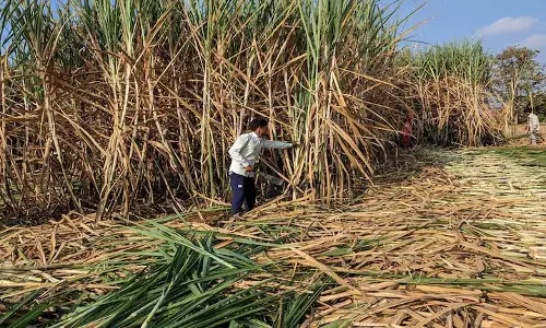 भारत में चीनी की कमी का दूसरा साल, mills जल्दी बंद हो रही भारत में चीनी की कमी का दूसरा साल, mills जल्दी बंद हो रही