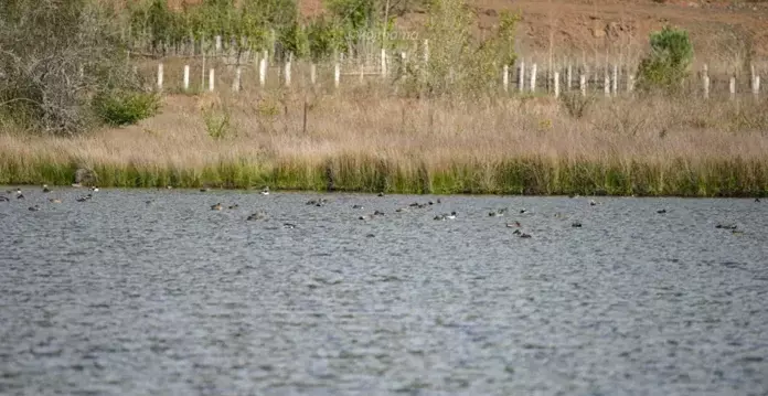 Siikhe Lake: प्रवासी पक्षियों के लिए एक बढ़ता हुआ आश्रय स्थल Siikhe Lake: प्रवासी पक्षियों के लिए एक बढ़ता हुआ आश्रय स्थल