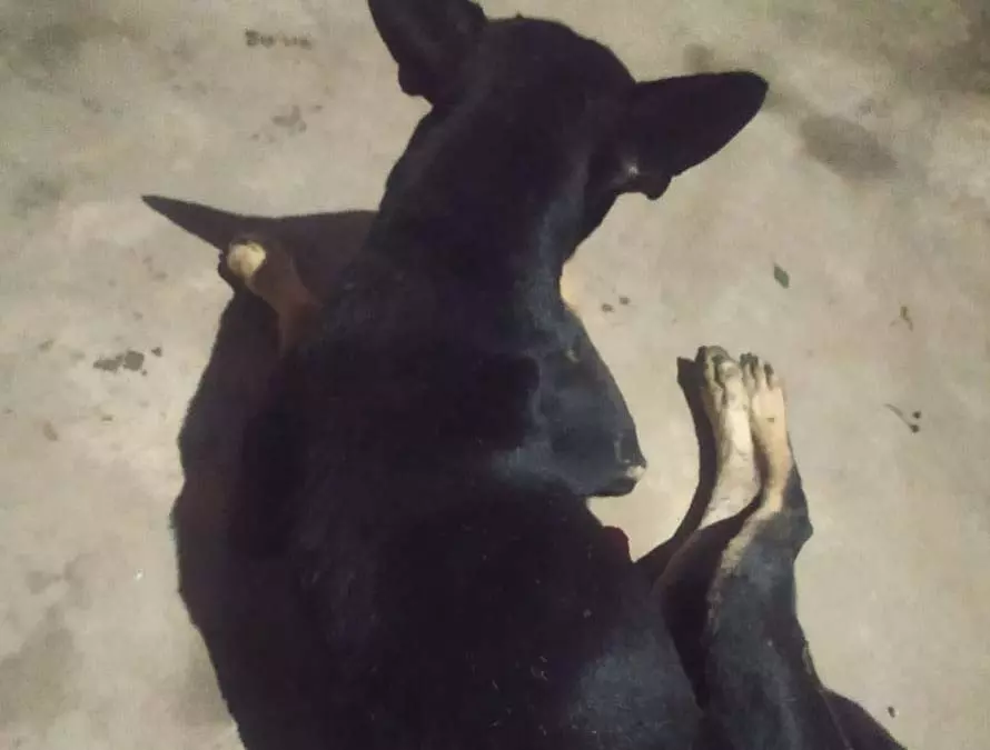 कुत्ते के साथ गंदा काम, अधेड़ को ढूंढ रही पुलिस कुत्ते के साथ गंदा काम, अधेड़ को ढूंढ रही पुलिस