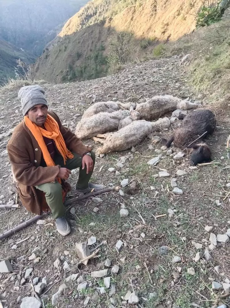 Chamba district के सलूणी में पशुओं में बीमारी फैलने से चरवाहे चिंतित Chamba district के सलूणी में पशुओं में बीमारी फैलने से चरवाहे चिंतित