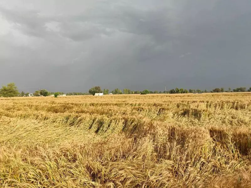 Punjab के मालवा इलाके में बेमौसम बारिश और ओलावृष्टि से गेहूं की फसल को नुकसान Punjab के मालवा इलाके में बेमौसम बारिश और ओलावृष्टि से गेहूं की फसल को नुकसान