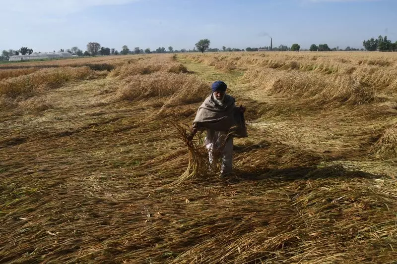 लगातार दो वेस्टर्न डिस्टर्बेंस की वजह से Punjab में 34 लाख हेक्टेयर ज़मीन पर गेहूं की फसल की उम्मीदें कम लगातार दो वेस्टर्न डिस्टर्बेंस की वजह से Punjab में 34 लाख हेक्टेयर ज़मीन पर गेहूं की फसल की उम्मीदें कम