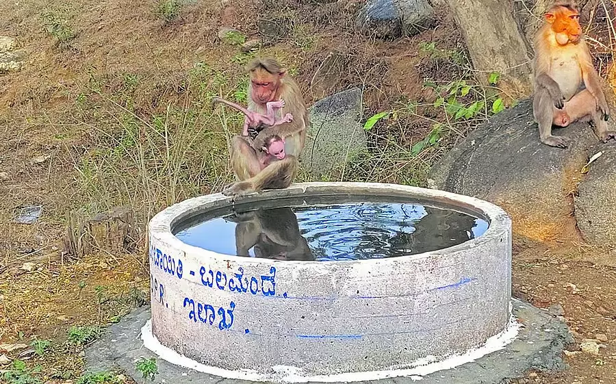 NREGA का उपयोग जानवरों और पक्षियों की प्यास बुझाने के लिए किया जाता है NREGA का उपयोग जानवरों और पक्षियों की प्यास बुझाने के लिए किया जाता है