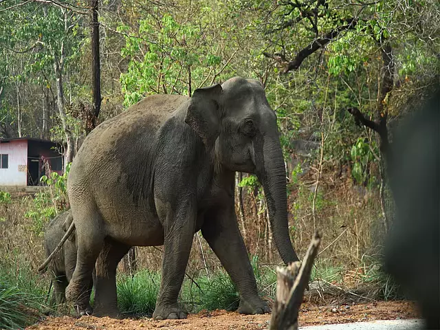 जंगली हाथी के हमले से फसल का नुकसान; Forest ऑफिसर ने किसान से रिश्वत मांगी जंगली हाथी के हमले से फसल का नुकसान; Forest ऑफिसर ने किसान से रिश्वत मांगी
