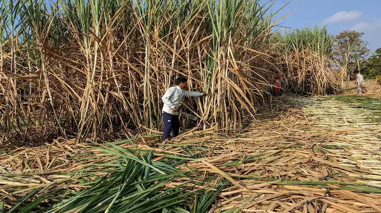 भारत में चीनी की कमी का दूसरा साल, mills जल्दी बंद हो रही भारत में चीनी की कमी का दूसरा साल, mills जल्दी बंद हो रही