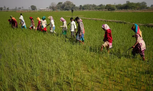 UoH study: किसानों में मेंटल हेल्थ पर पर्यावरणीय बदलावों का प्रभाव