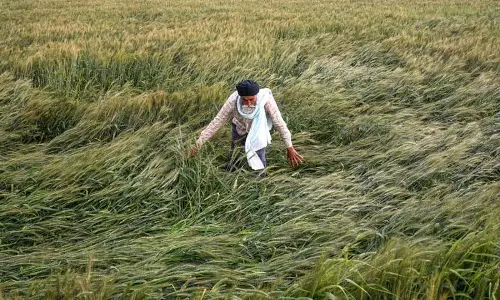 Punjab: गेहूं की फसल पर खतरा, किसान चिंता Punjab: गेहूं की फसल पर खतरा, किसान चिंता