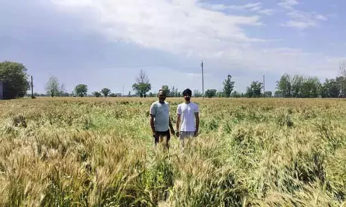 Jalandhar: बदलते मौसम ने कटाई से पहले बढ़ाई किसानों की चिंता