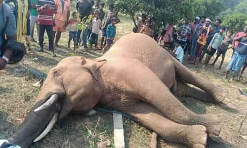 Jharkhand सीमा पर टस्कर का शव बरामद Jharkhand सीमा पर टस्कर का शव बरामद