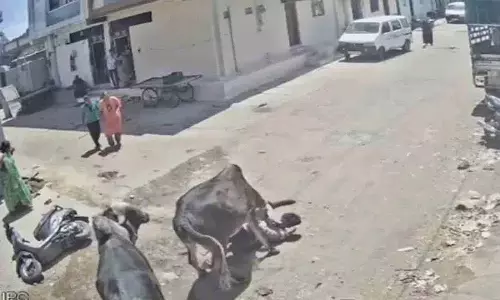 Scooty चलाते समय सांड ने एक आदमी पर हमला किया, स्थानीय लोगों ने उसे बचाया Scooty चलाते समय सांड ने एक आदमी पर हमला किया, स्थानीय लोगों ने उसे बचाया