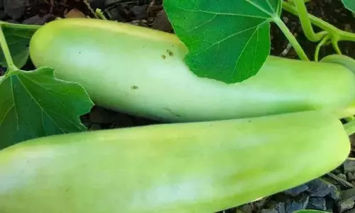 Summer में इन सब्जियों का सेवन करने से सेहत को कई शानदार फायदे मिलेंगे Summer में इन सब्जियों का सेवन करने से सेहत को कई शानदार फायदे मिलेंगे