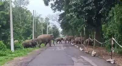 Assams के हाथियों पर संकट: ट्रैक, बगीचे और जंगल से घिरा खतरा Assams के हाथियों पर संकट: ट्रैक, बगीचे और जंगल से घिरा खतरा