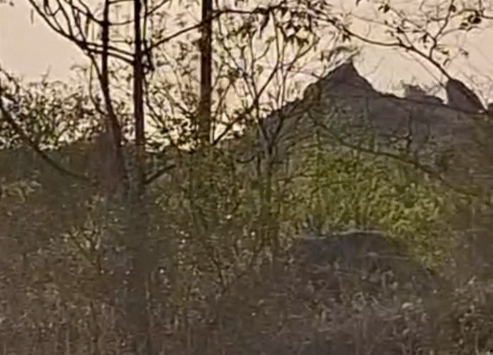 Jabalpur: कॉलोनी निर्माण के चलते शोभापुर पहाड़ी पर 4 करोड़ रुपये का जुर्माना Jabalpur: कॉलोनी निर्माण के चलते शोभापुर पहाड़ी पर 4 करोड़ रुपये का जुर्माना
